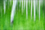 aspen boles, summer grasses, impressionistic