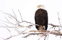 Grand Teton National Park, Wyoming, bald eagle, raptors