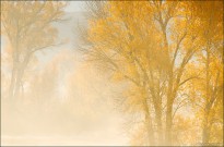 autumn cottonwood trees, Gunnison River, Neversink