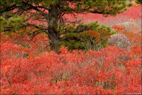 autumn sumac, Boulder Open Space