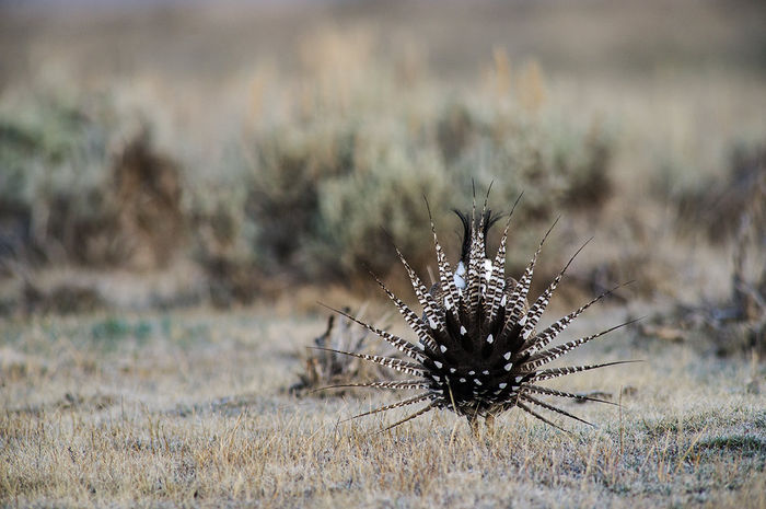 Gunnison sage grouse, Gunnison Basin