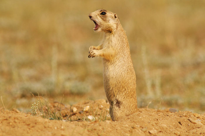 white-tailed prairie dog, keystone species