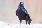Beach Raven