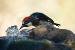 Desert Water - Acorn Woodpecker