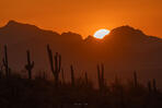 Saguaro Sunset