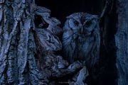 Blue Hour Screech