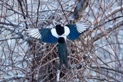 Magpie Nest Arrival