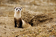 Black-footed Ferret