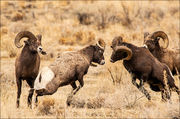 Fighting Bighorn Rams