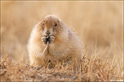 Black-tailed Prairie Dog Eating Grass