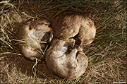 Prairie Dog Mortality