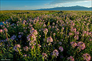 Bee Plant and Crestones