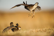 Greater Prairie ChickenFighting Males