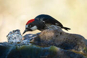 Desert Water - Acorn Woodpecker