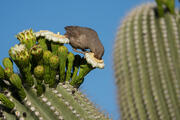 Thrasher in Saguaro Flower