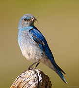 Mountain Bluebird Male Feeding