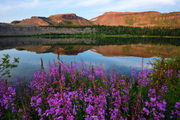 High Summer Flattops