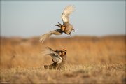 Greater Prairie Chicken Fight