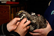 Collaring a Male Gunnison Sage-Grouse