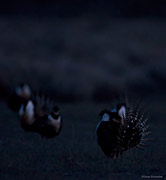 Pre-Dawn Gunnison Sage-grouse