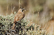 Horned Lark With Grasshopper