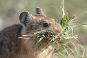 Pika Larder