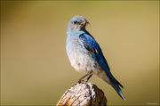 Mountain Bluebird Male Feeding