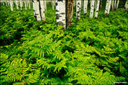 Ferns In Aspen Forest