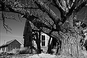 Ranch House and Cottonwood Tree