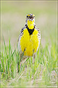 Singing Western Meadowlark