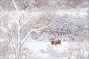 Mule Deer Snow Scene