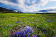 Flatirons Wildflowers