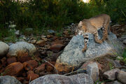 Bobcat On The Move