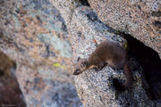 Pine Marten Mountain Ledge