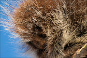 Porcupine Closeup