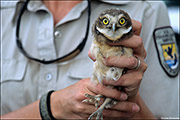 Banded Burrowing Owl Chick