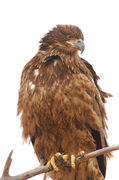 Juvenile Bald Eagle Portrait