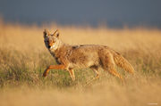 Coyote in Tallgrass