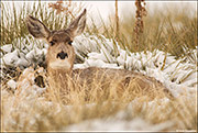 Mule Deer Winter Bed