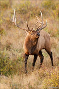 Bull Elk Portrait