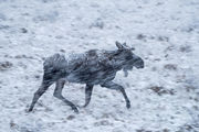 Moose in Spring Squall