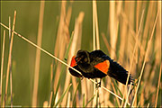 Red-winged Blackbird Call