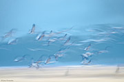 Sandhill Cranes Roost Flight