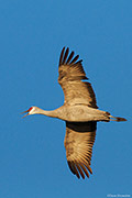 Sandhill Crane Flight