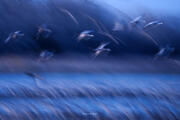 Sandhills Roost Dance