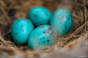 Sage Thrasher Eggs