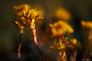 Stonecrop Closeup