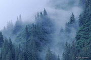 Tongass Fog