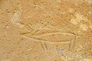White Mountain Petroglyph
