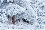 Winter Ponderosa Forest